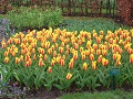 Keukenhof